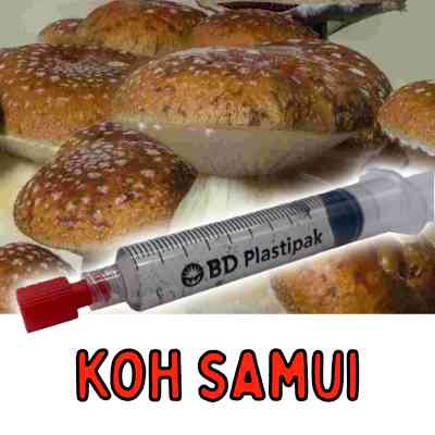 Koh Samui Mushroom Spores