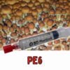 PE6 Mushroom Spores