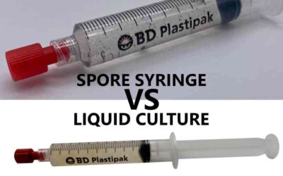 What’s the Difference Between Spore Syringes and Liquid Culture?