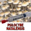 Psilocybe Natalensis Spores