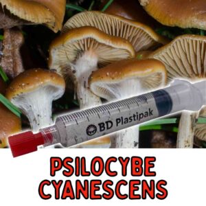 Psilocybe Cyanescens