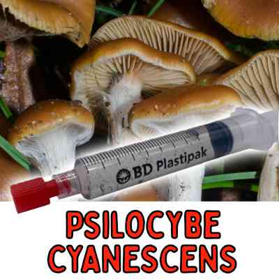 Psilocybe cyanescens