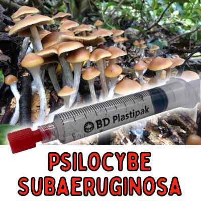 Psilocybe Subaeruginosa Spores