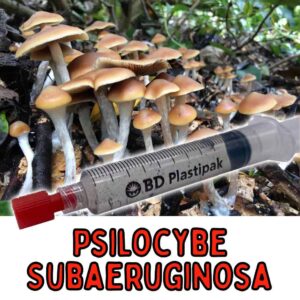 Psilocybe Subaeruginosa Spores