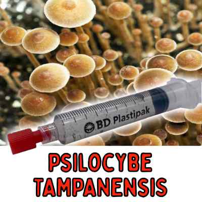 Psilocybe Tampanensis Spores Psilocybe Tampanensis Spores