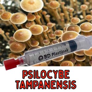 Psilocybe Tampanensis Spores