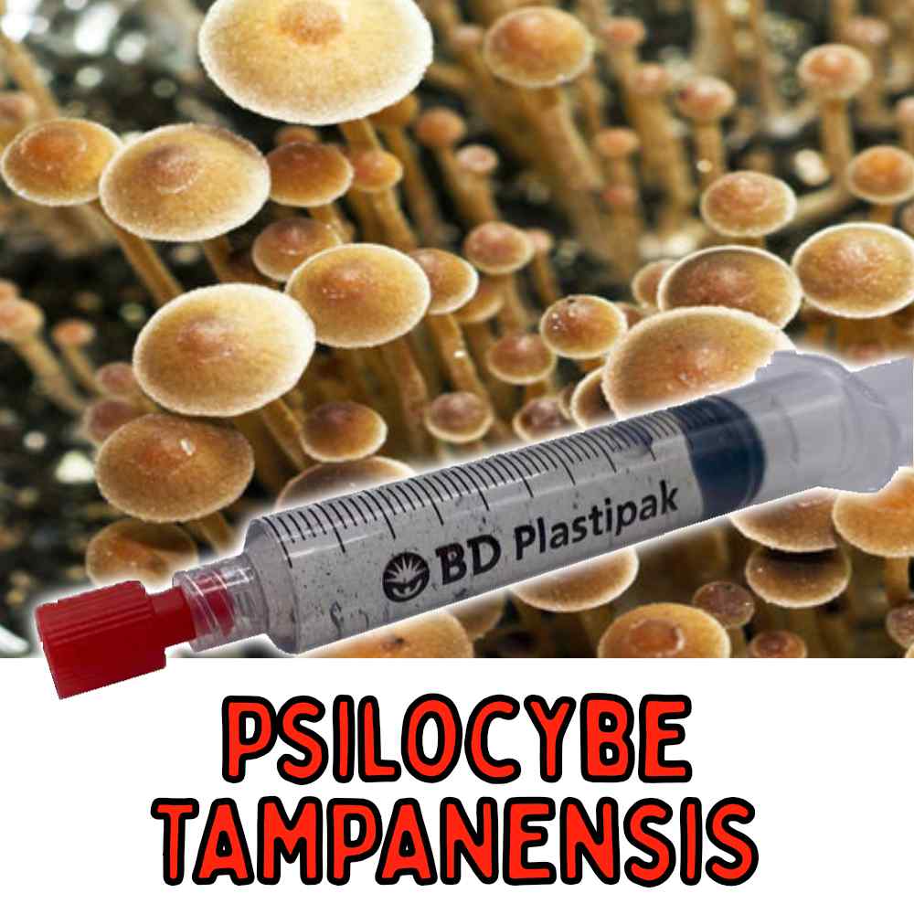 Psilocybe Tampanensis Spores